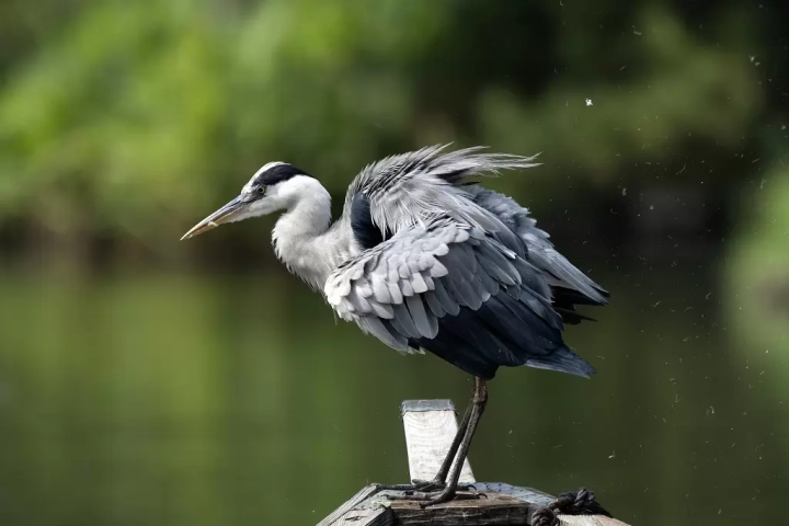 Enjoy Matcha Tea in the Heart of Sankeien Garden, Yokohama