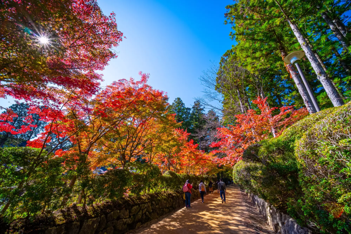 高野山の紅葉