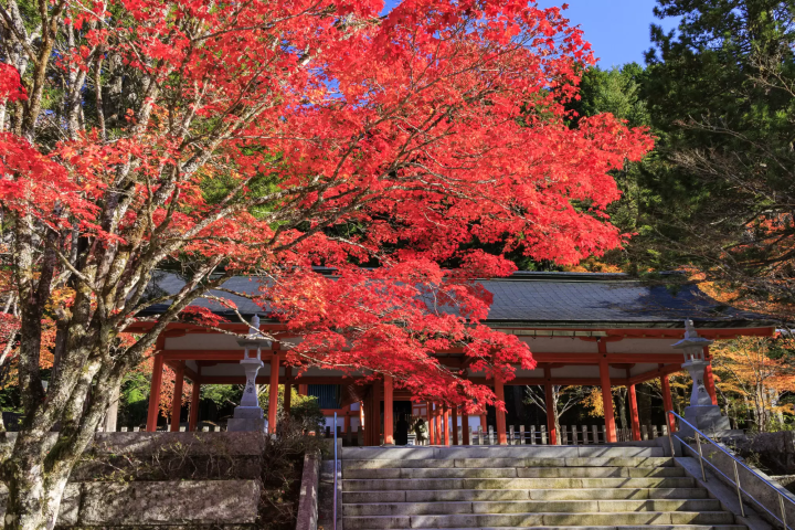 高野山の紅葉