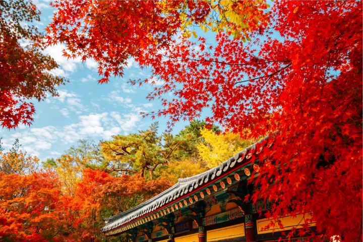 高野山の紅葉