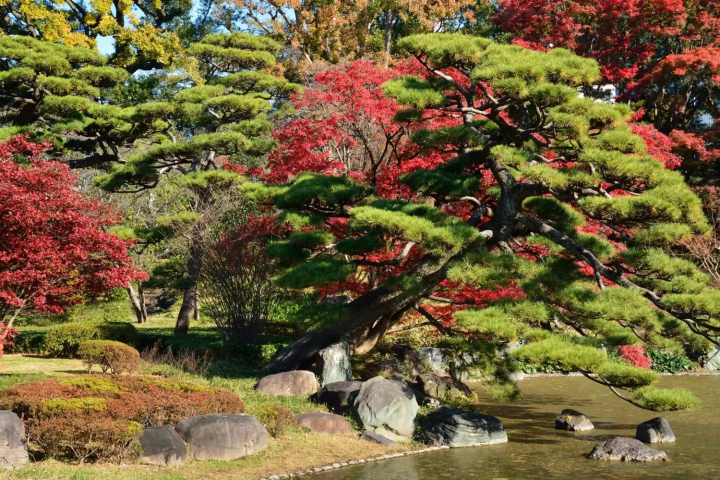 皇居の紅葉