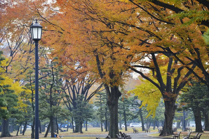 皇居の紅葉