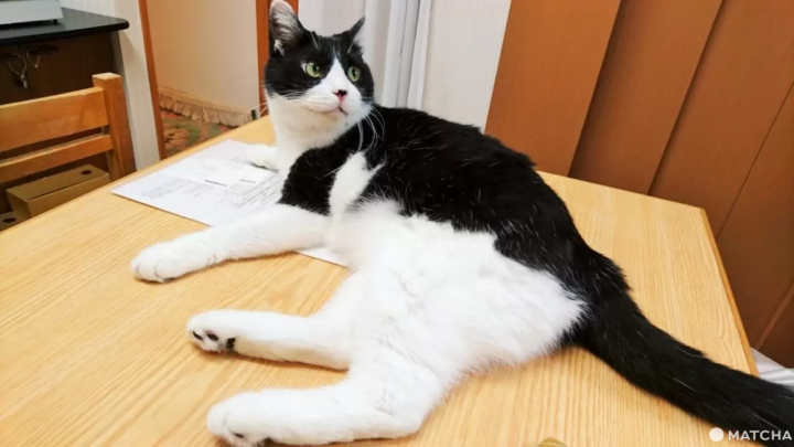 昭和老店　スズノブ店貓