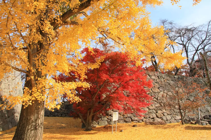 津山城　岡山紅葉