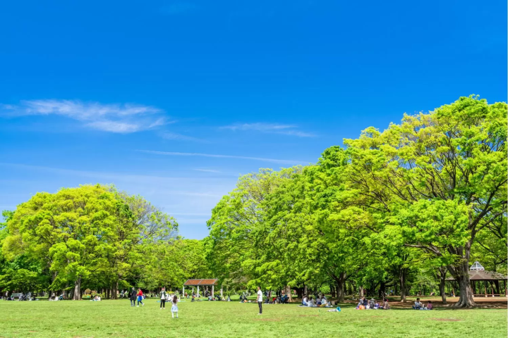 yoyogi park