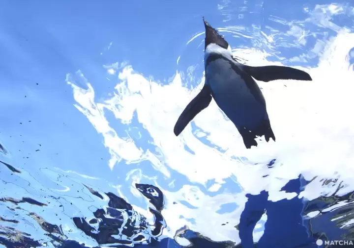 下雨天照樣出門！東京室內、戶外都能玩的梅雨季新提案！
