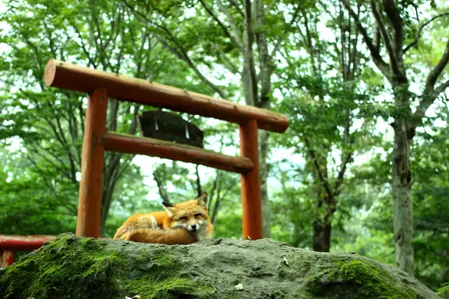 山野中的萌萌小精靈！東北宮城藏王狐狸村