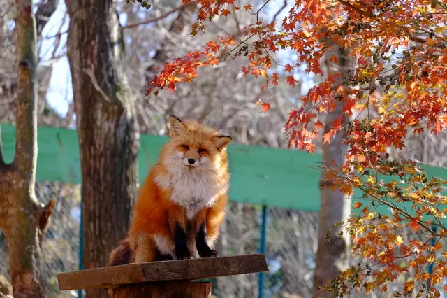 山野中的萌萌小精靈！東北宮城藏王狐狸村