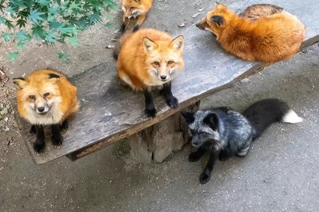 山野中的萌萌小精靈！東北宮城藏王狐狸村