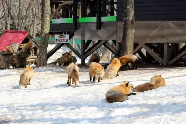 山野中的萌萌小精靈！東北宮城藏王狐狸村
