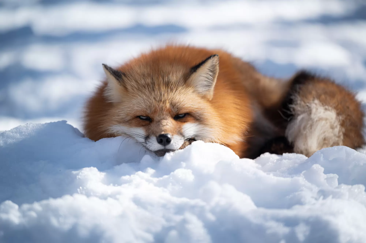 山野中的萌萌小精靈！東北宮城藏王狐狸村