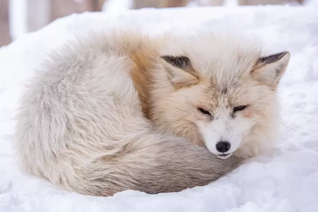 山野中的萌萌小精靈！東北宮城藏王狐狸村