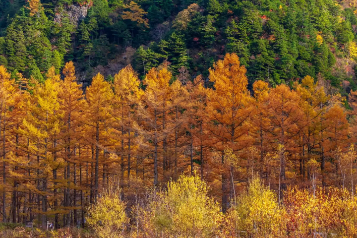 桂川カラマツ　紅葉