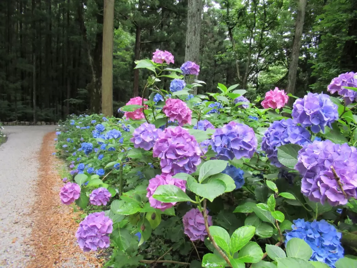 【距離東京約2小時】搭乘龍之鐵路大船渡線探索岩手一關市隱藏的瑰寶與魅力