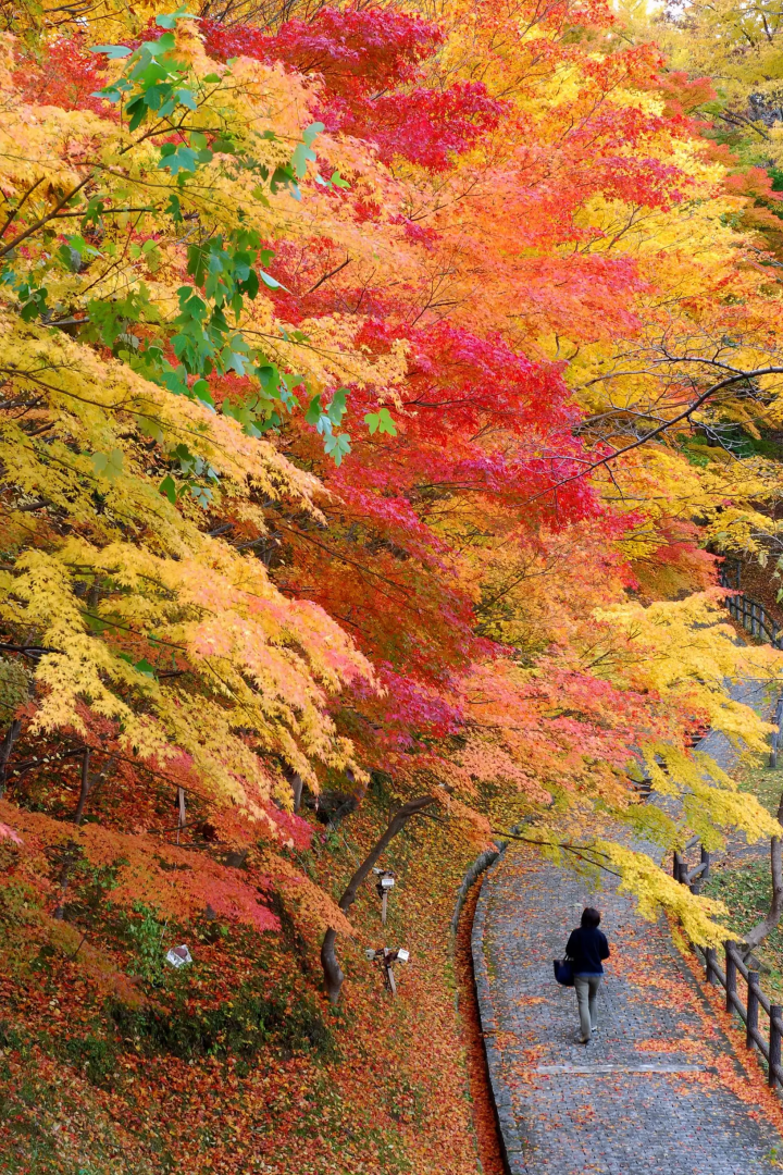 【距離東京約2小時】搭乘龍之鐵路大船渡線探索岩手一關市隱藏的瑰寶與魅力