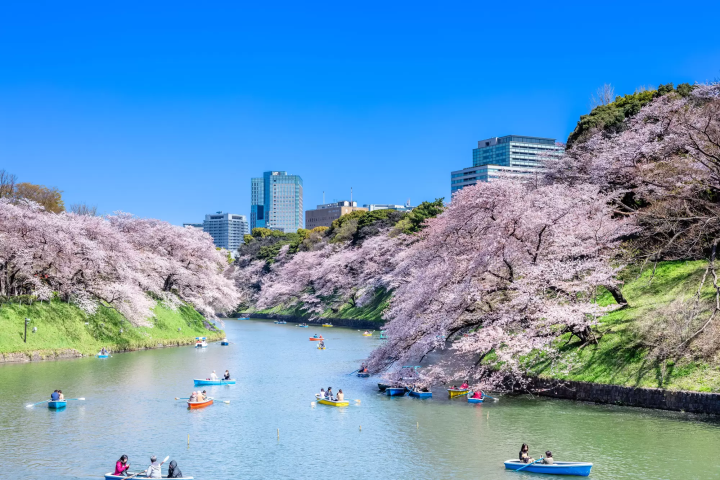 【東京.賞櫻】享受世外桃源的櫻花世界，「千鳥之淵」的櫻花與護城河
