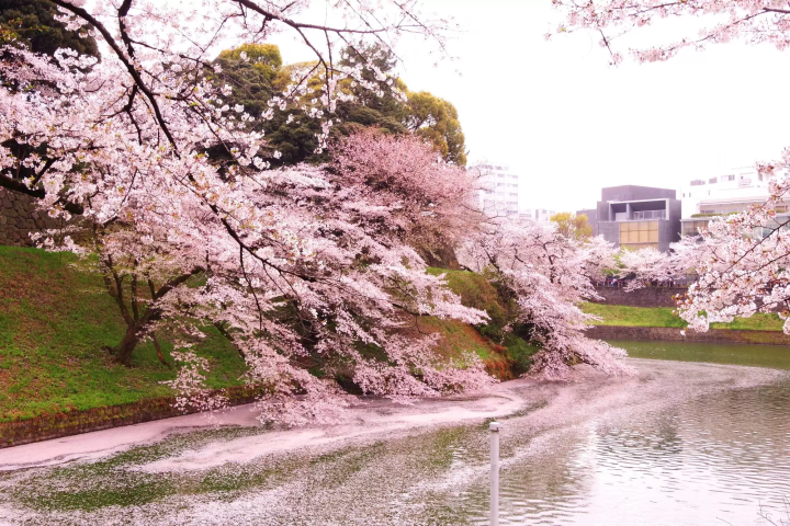 【東京.賞櫻】享受世外桃源的櫻花世界，「千鳥之淵」的櫻花與護城河