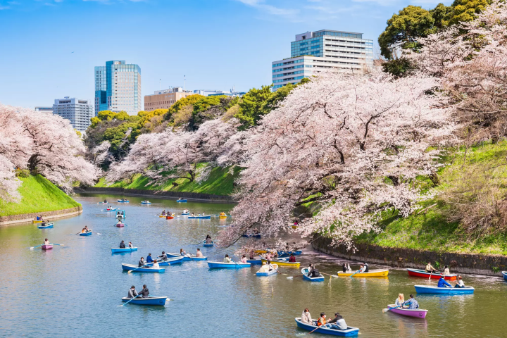 【東京.賞櫻】享受世外桃源的櫻花世界，「千鳥之淵」的櫻花與護城河