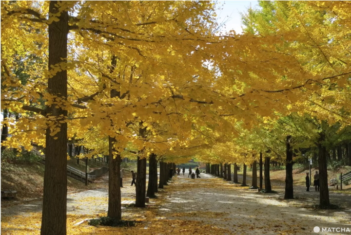 Discover Fukushima's Best Fall Foliage in 2024: Hidden Gems and Spectacular Light Displays!
