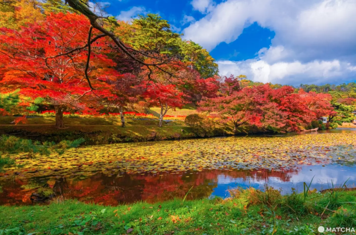 Discover Fukushima's Best Fall Foliage in 2024: Hidden Gems and Spectacular Light Displays!