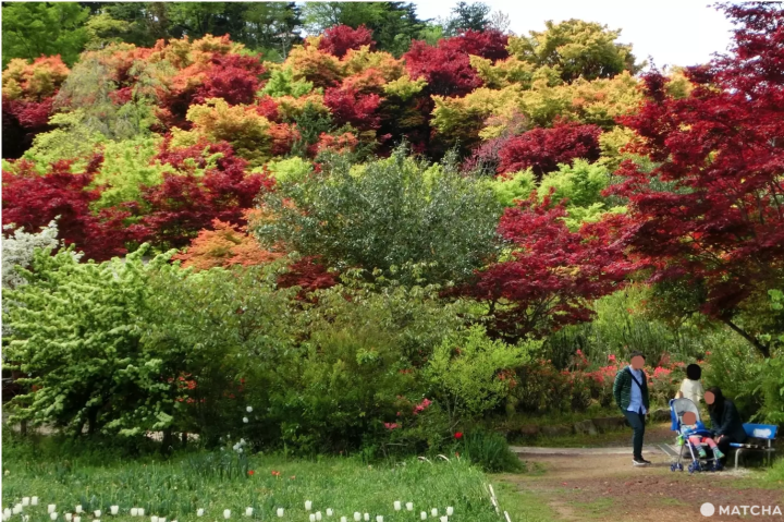 Discover Fukushima's Best Fall Foliage in 2024: Hidden Gems and Spectacular Light Displays!