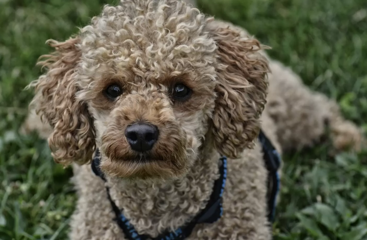 爱狗人士必看！台场将于 2024 年 11 月举办可与狗狗互动的狗狗节