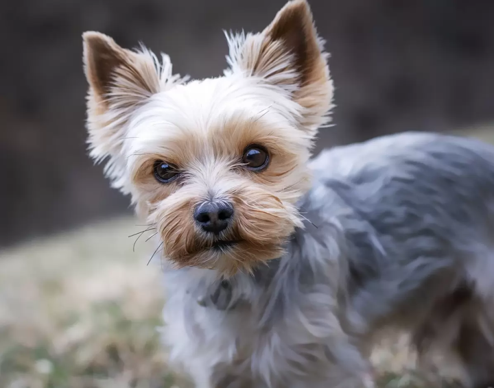 爱狗人士必看！台场将于 2024 年 11 月举办可与狗狗互动的狗狗节