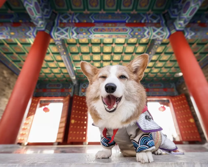 爱狗人士必看！台场将于 2024 年 11 月举办可与狗狗互动的狗狗节