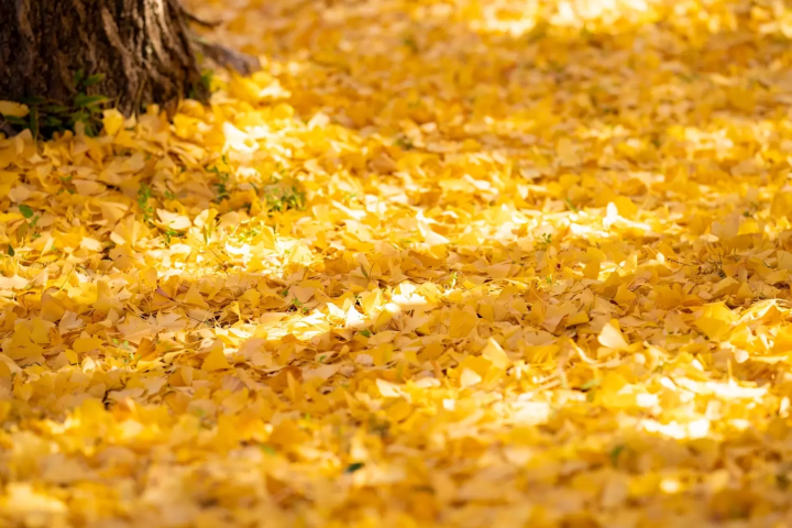 大子町高徳寺（恵比寿）