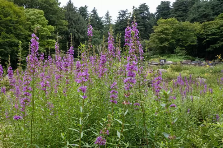 ▲ Purple Loosestrife (August)