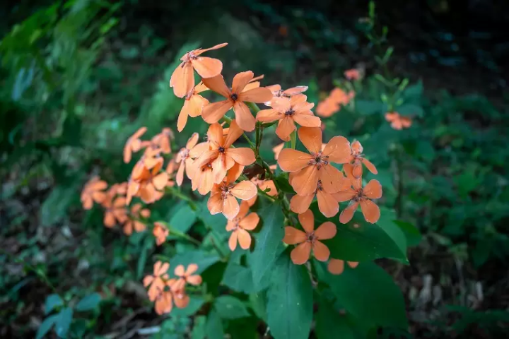▲Japanese Catchfly (August)