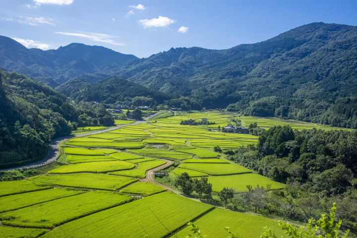 Japan's Rice Fields: 10 Famous Rice Terraces and Rice Paddy Art Sites