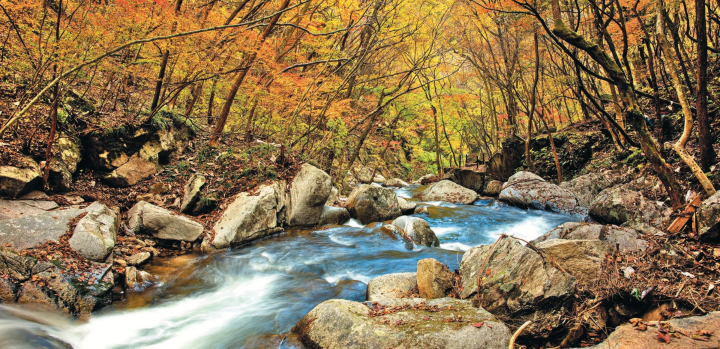 【2024년판】이거야 일본의 단풍! 가을에 가고 싶은 비밀 단풍 명소