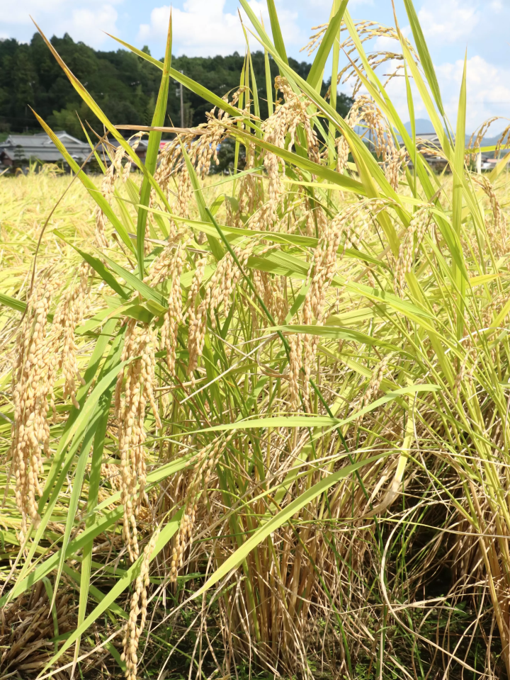 “能登惠大米”对生物和环境友善的大米