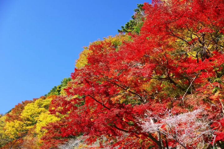 Mount Takao Autumn Leaves Festival 2024: Best Locations and Access