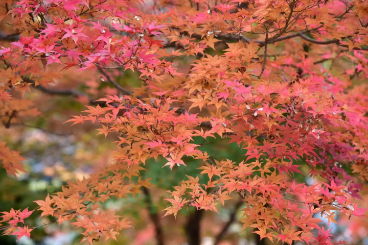 Mount Takao Autumn Leaves