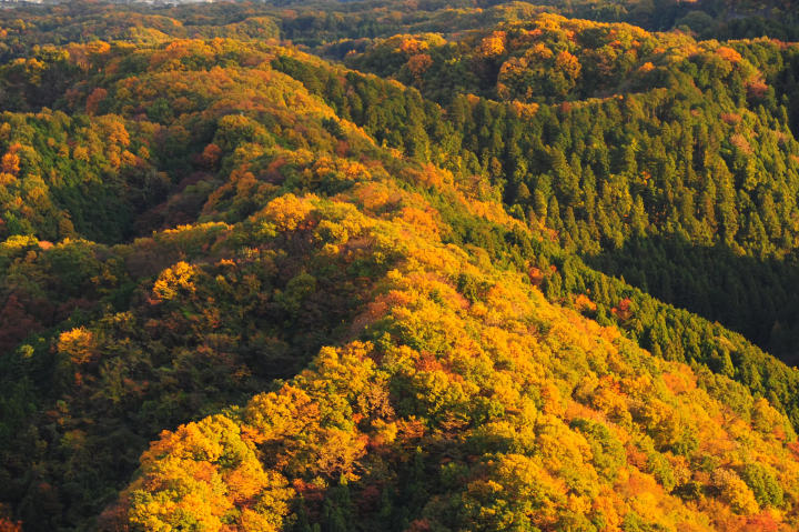 Mount Takao Autumn Leaves Festival