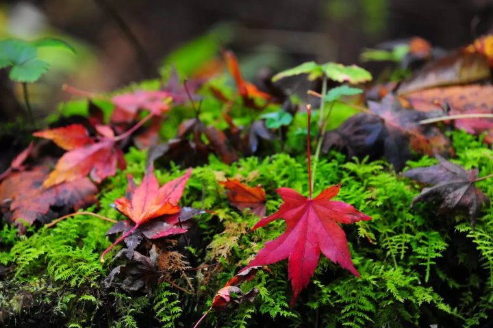 Mount Takao Autumn Leaves Festival