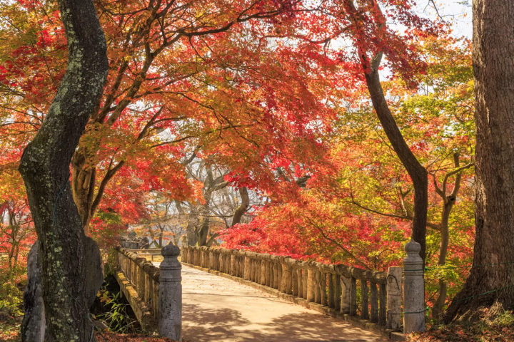 高遠城址公園　紅葉