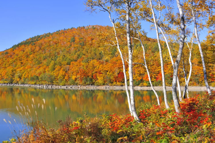 志賀高原　紅葉