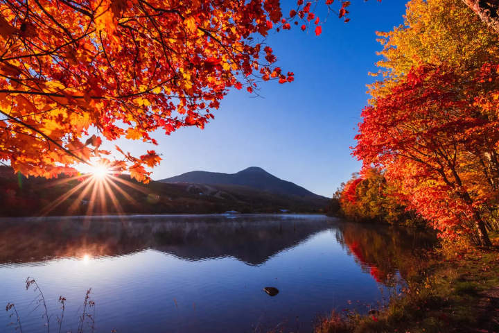 白樺高原　紅葉