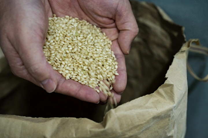 淡麗な日本酒を生み出す酒米、五百万石とは?