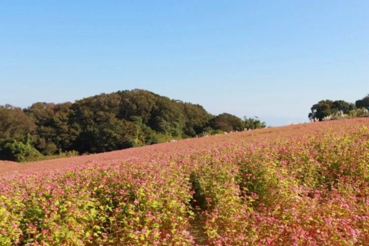 あわじ花さじき