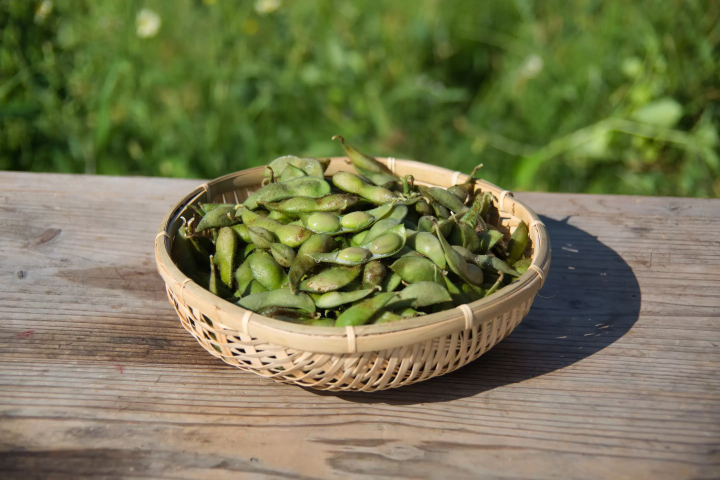 เราได้รับการจองเต็มล้นก่อนที่การแบนจะถูกยกเลิก! วันวางจำหน่าย Phantom edamame “Tamba Sasayama black edamame” ในปี 2024 มีกำหนดในวันที่ 7 ตุลาคม!