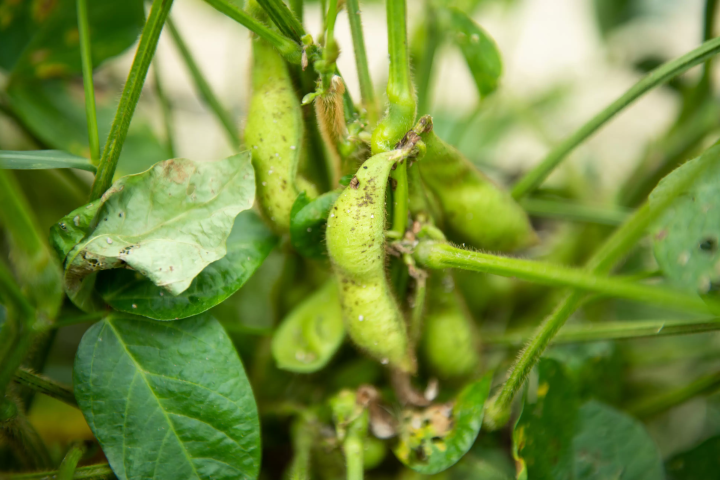 เราได้รับการจองเต็มล้นก่อนที่การแบนจะถูกยกเลิก! วันวางจำหน่าย Phantom edamame “Tamba Sasayama black edamame” ในปี 2024 มีกำหนดในวันที่ 7 ตุลาคม!