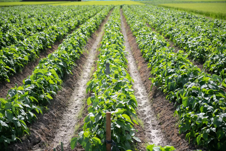 เราได้รับการจองเต็มล้นก่อนที่การแบนจะถูกยกเลิก! วันวางจำหน่าย Phantom edamame “Tamba Sasayama black edamame” ในปี 2024 มีกำหนดในวันที่ 7 ตุลาคม!