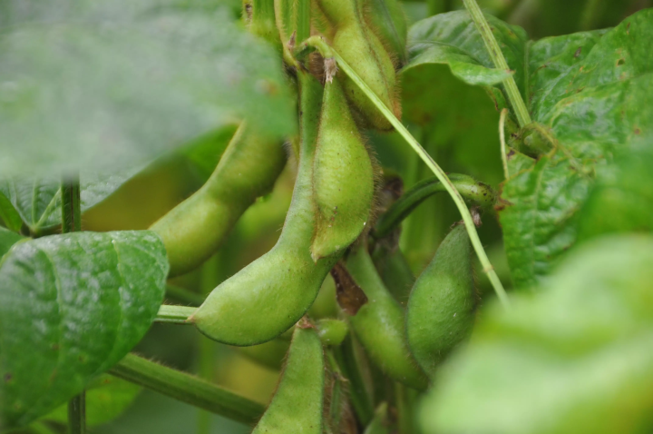 เราได้รับการจองเต็มล้นก่อนที่การแบนจะถูกยกเลิก! วันวางจำหน่าย Phantom edamame “Tamba Sasayama black edamame” ในปี 2024 มีกำหนดในวันที่ 7 ตุลาคม!