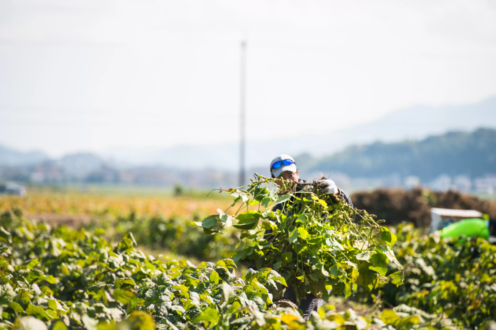 เราได้รับการจองเต็มล้นก่อนที่การแบนจะถูกยกเลิก! วันวางจำหน่าย Phantom edamame “Tamba Sasayama black edamame” ในปี 2024 มีกำหนดในวันที่ 7 ตุลาคม!
