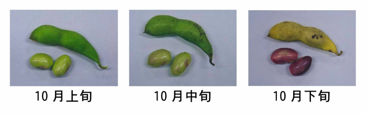 เราได้รับการจองเต็มล้นก่อนที่การแบนจะถูกยกเลิก! วันวางจำหน่าย Phantom edamame “Tamba Sasayama black edamame” ในปี 2024 มีกำหนดในวันที่ 7 ตุลาคม!