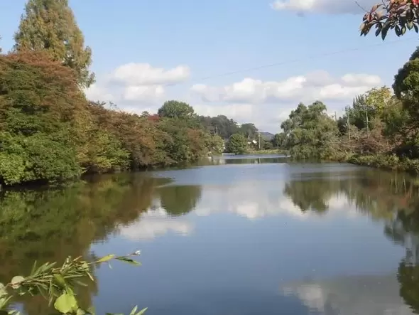 丹波篠山市 夏の風物詩 篠山城跡南堀のハスの開花が始まりました